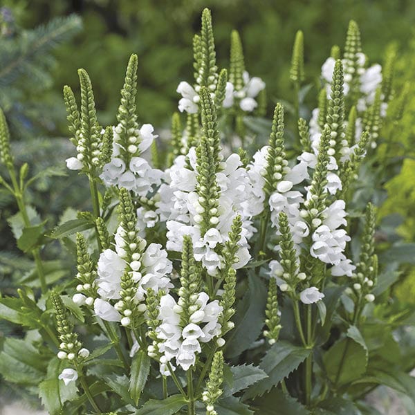 5 young plants Physostegia Crystal Peak White