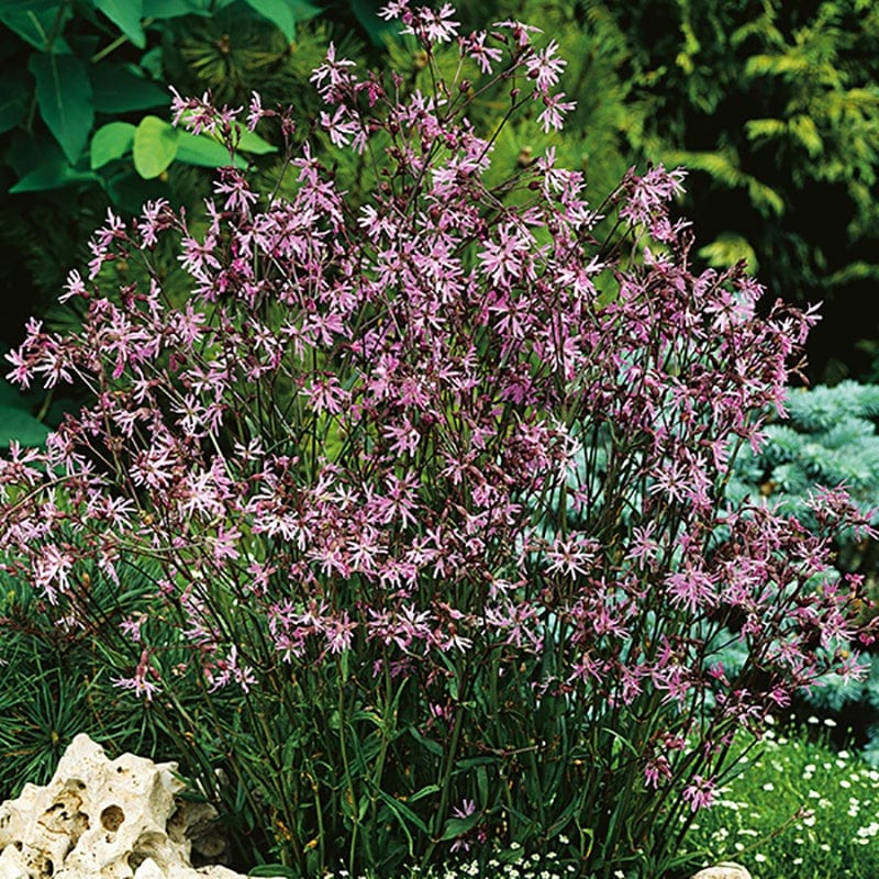5 young plants Ragged Robin