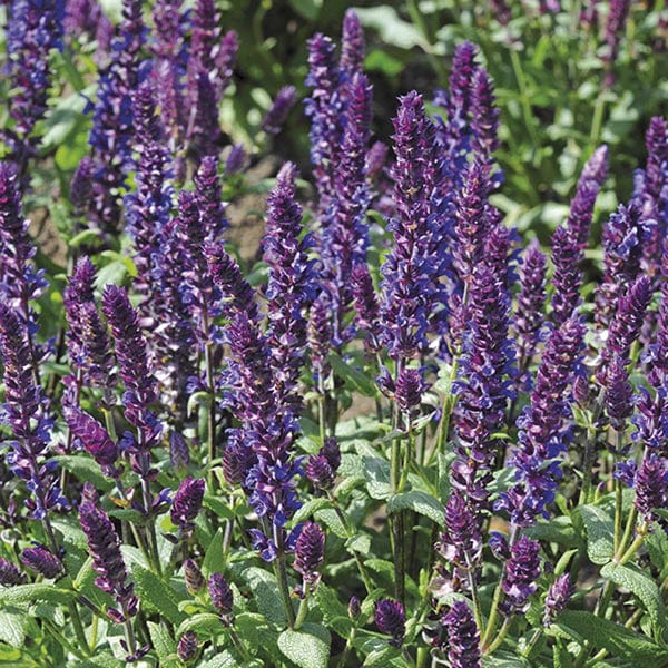 5 young plants Salvia New Dimension Blue