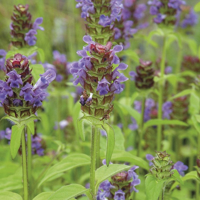 5 young plants Self Heal