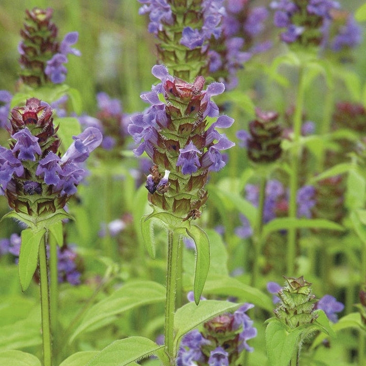 5 young plants Self Heal