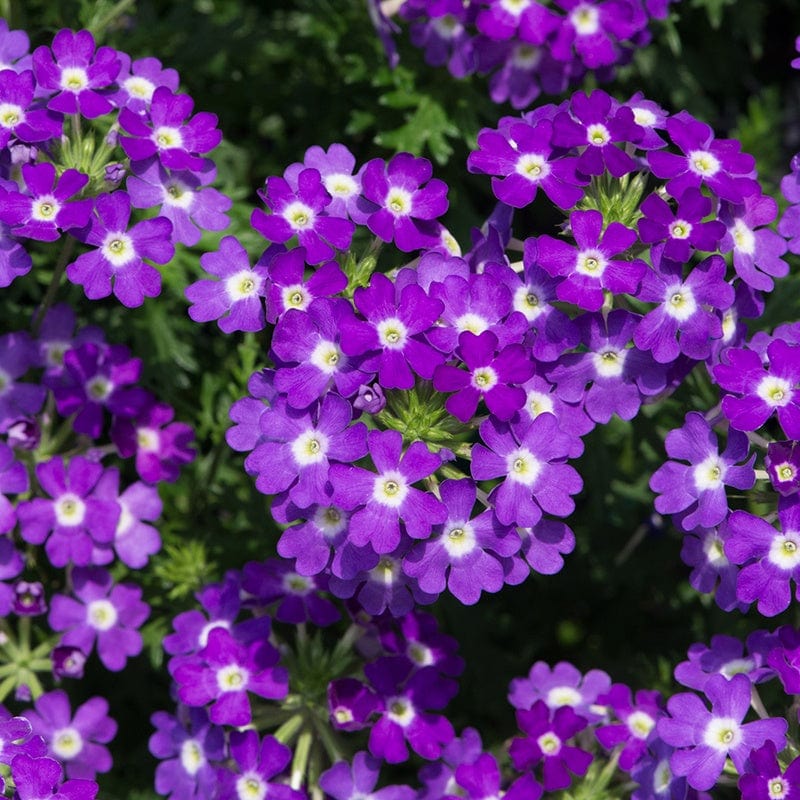 5 young plants Verbena Enchantment Violet Eye