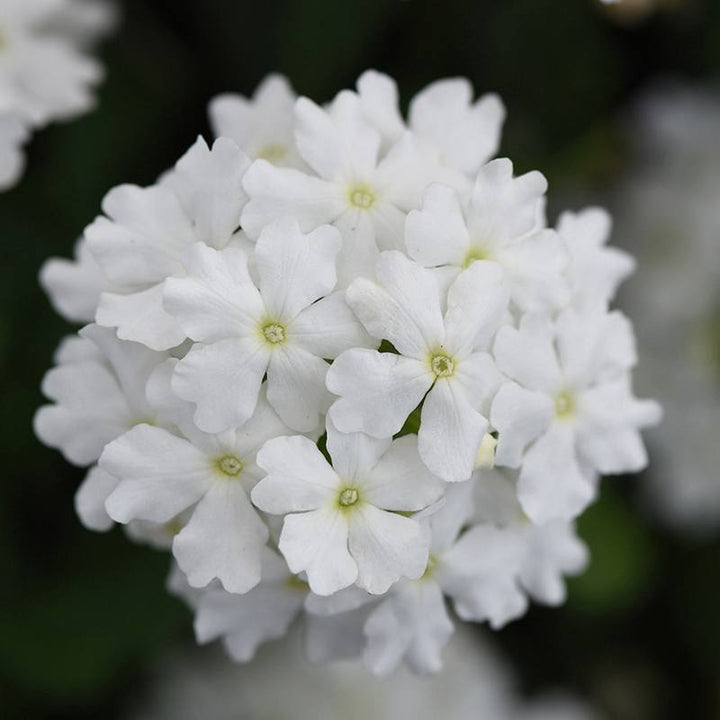 5 Young Plants Verbena Enchantment White