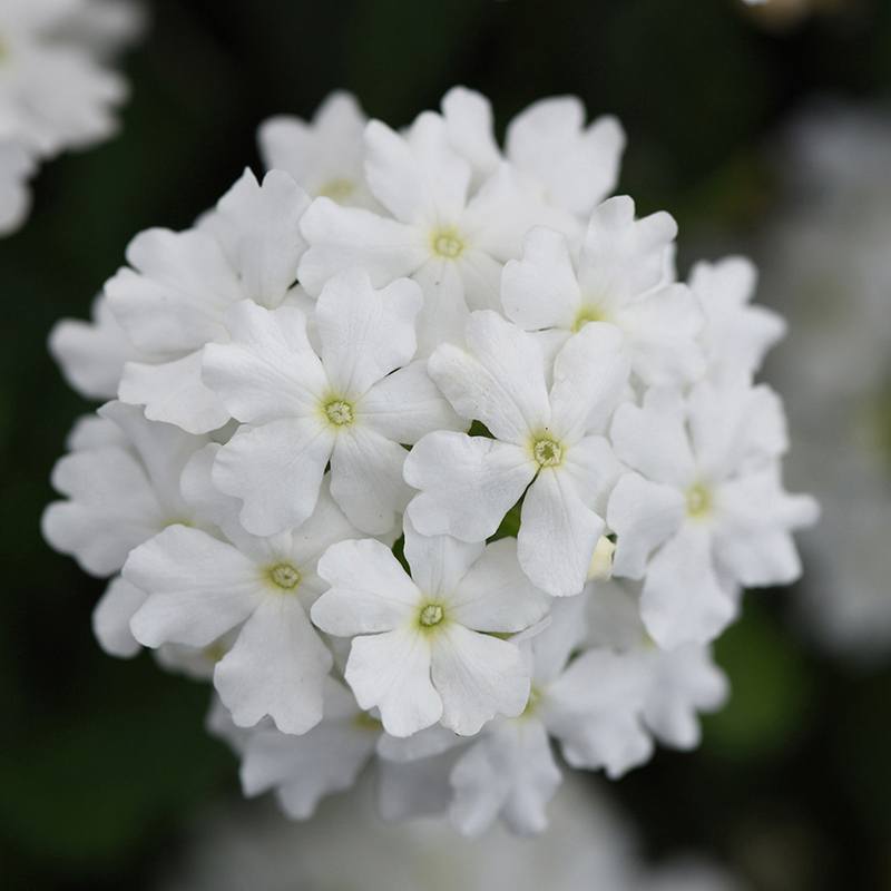 5 Young Plants Verbena Enchantment White