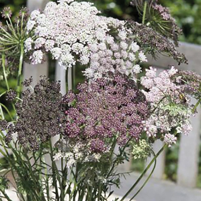 5 young plants Wild Carrot