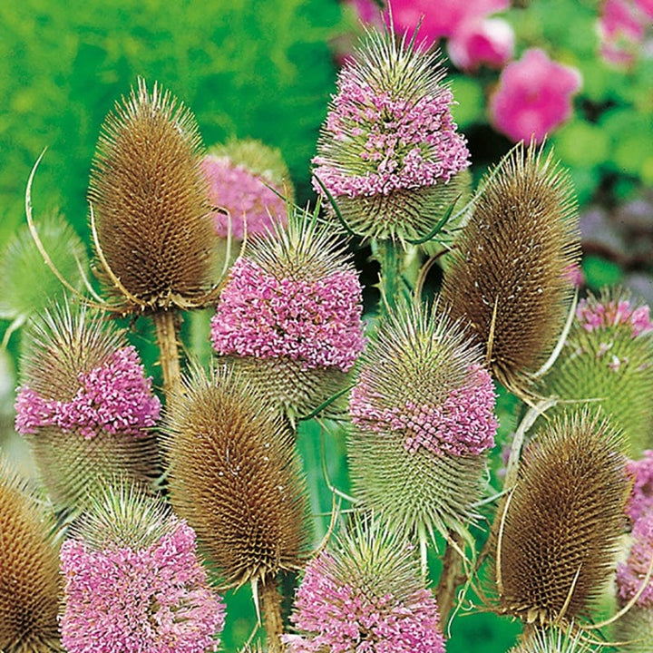 5 young plants Wild Teasel