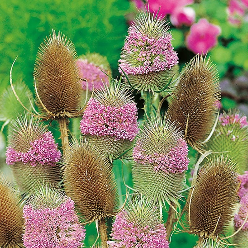 5 young plants Wild Teasel