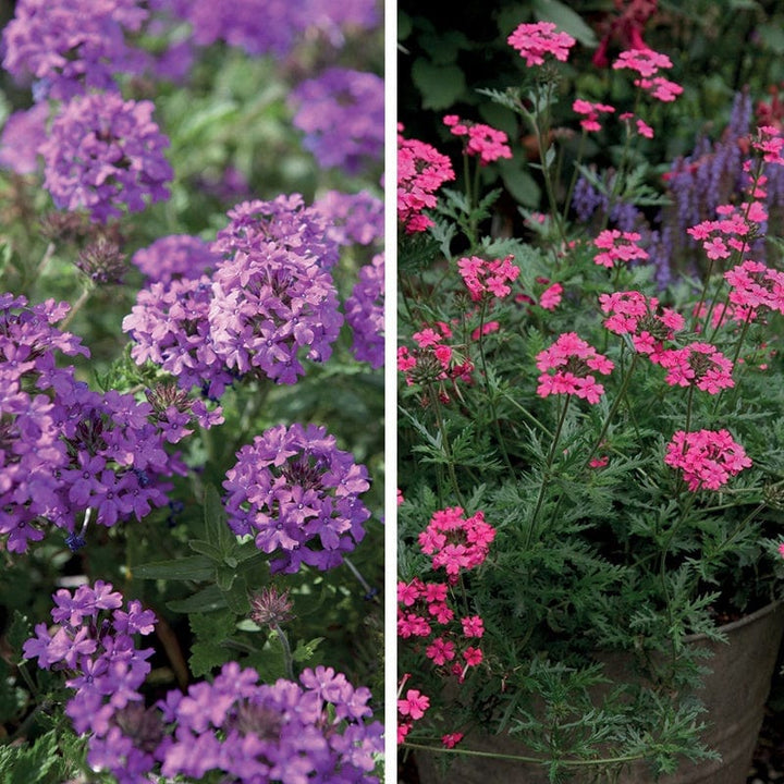 6 x 9cm plants, 3 of each Verbena For Pots Collection