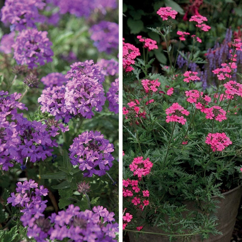 6 x 9cm plants, 3 of each Verbena For Pots Collection