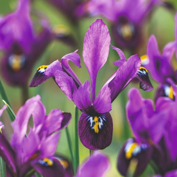 Iris Reticulata George Flower Bulbs