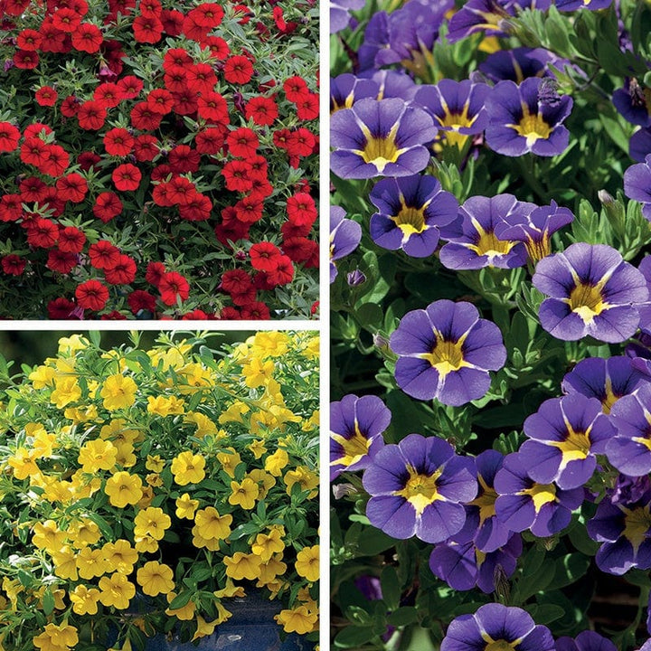 9 x 9cm plants, 3 of each Calibrachoa Collection