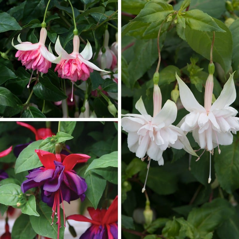 9 x 9cm plants, 3 of each Fuchsia Giant Trailing Collection