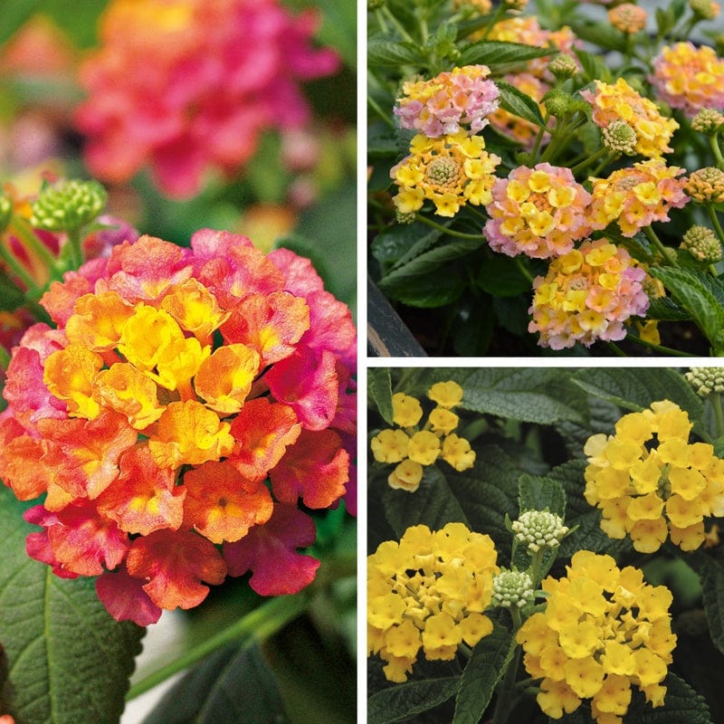 9 x 9cm plants, 3 of each Lantana Calippo Collection