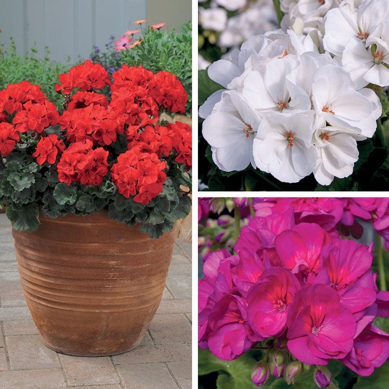 9 x 9cm plants, 3 of each Pelargonium Zonal Collection