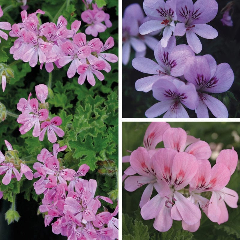 9 x 9cm plants, 3 of each Scented Leaf Pelargonium Collection