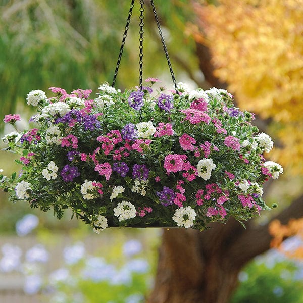 9 x 9cm plants, 3 of each Verbena Enchantment Basket Collection