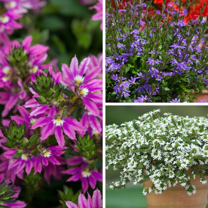 9x 9cm potted plants Scaevola Surdiva Flower Plants Collection