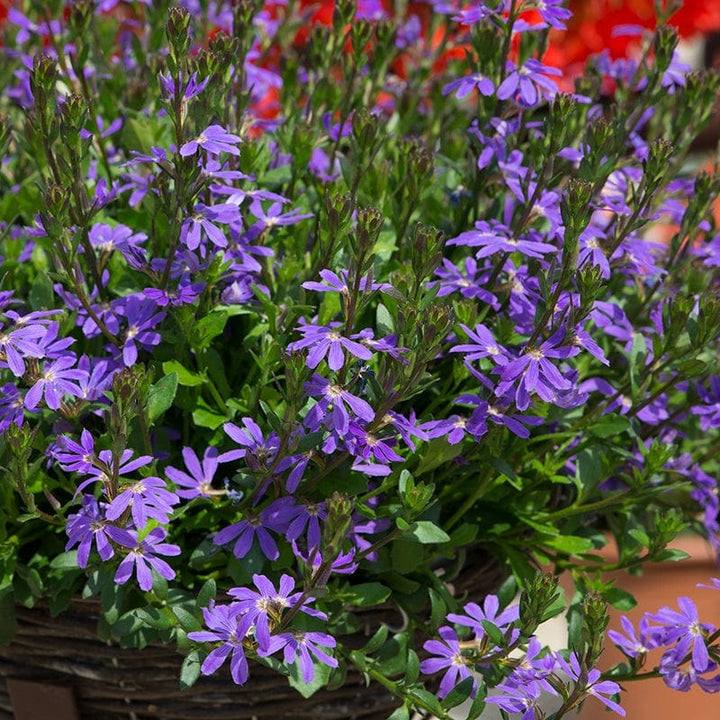 9x 9cm potted plants Scaevola Surdiva Flower Plants Collection
