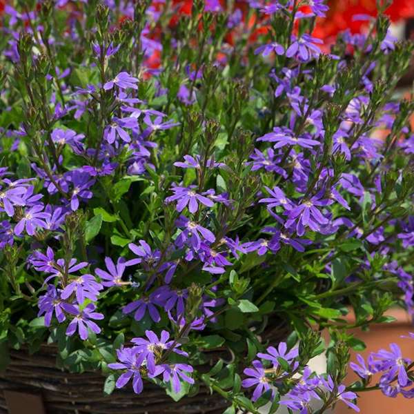 9x 9cm potted plants Scaevola Surdiva Flower Plants Collection