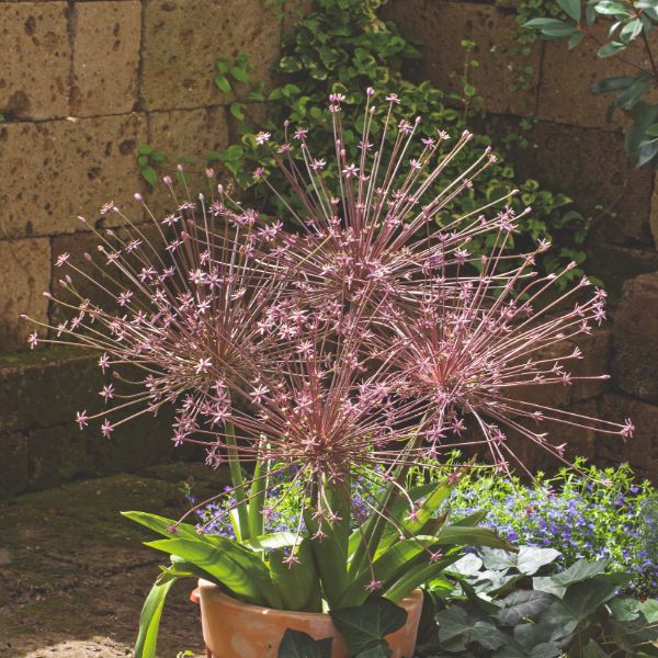 Allium Schubertii Flower Bulbs