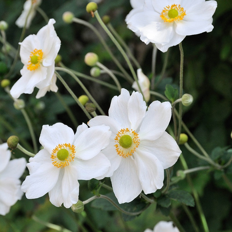 Anemone x hybrida Honorine Jobert