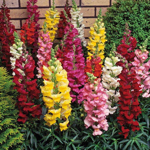 Antirrhinum Sonnet Mixed F1