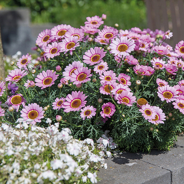Pink daisies with green leaves on a garden bed.