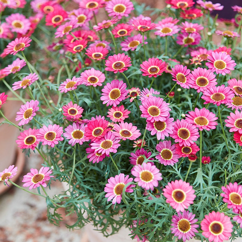 Close-up of pink flowers with green leaves