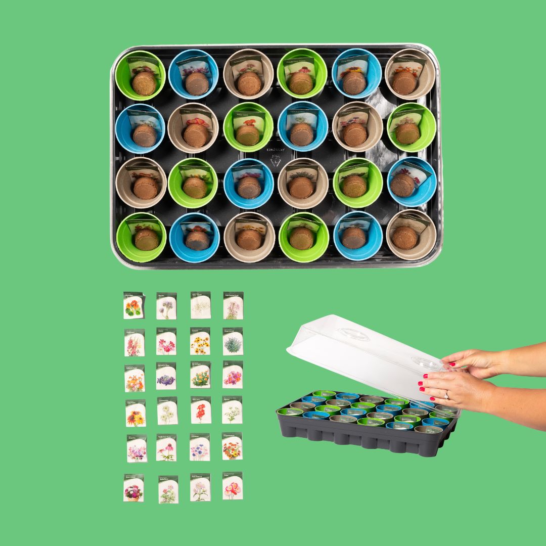 Buzzy Advent Flower Calendar