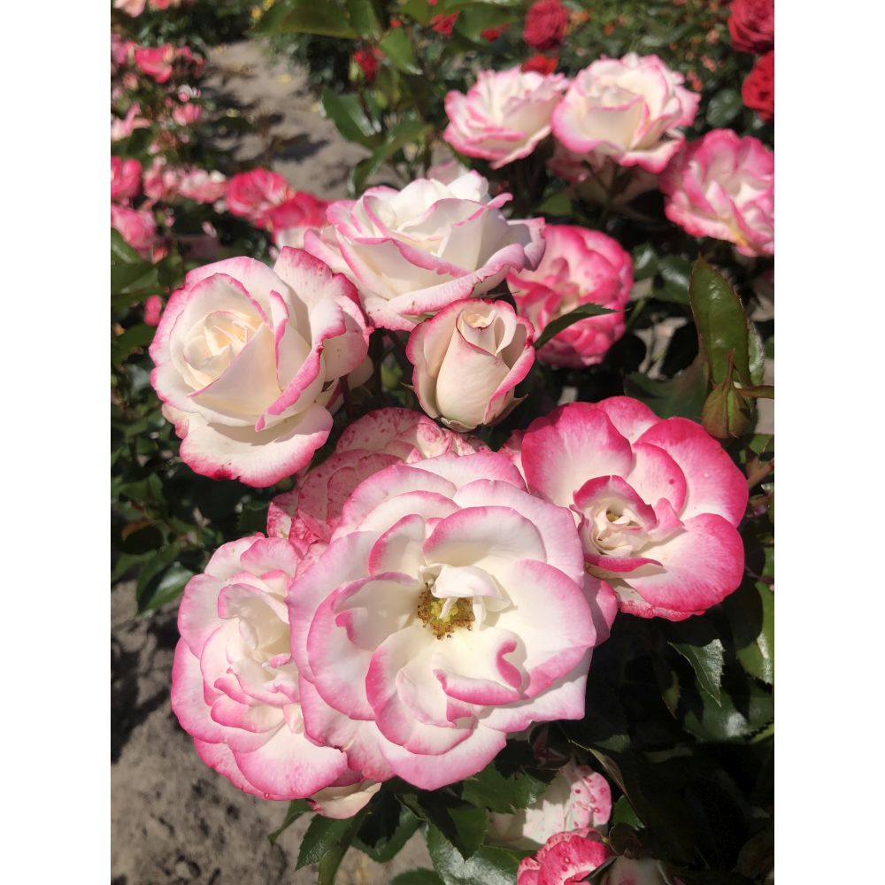 Rose Art Deco Bush (Floribunda)