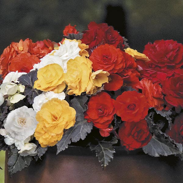 Begonia Non-Stop Mocca Mixed F1