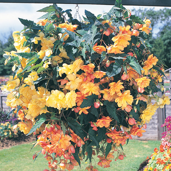 Begonia Illumination Apricot Shades F1