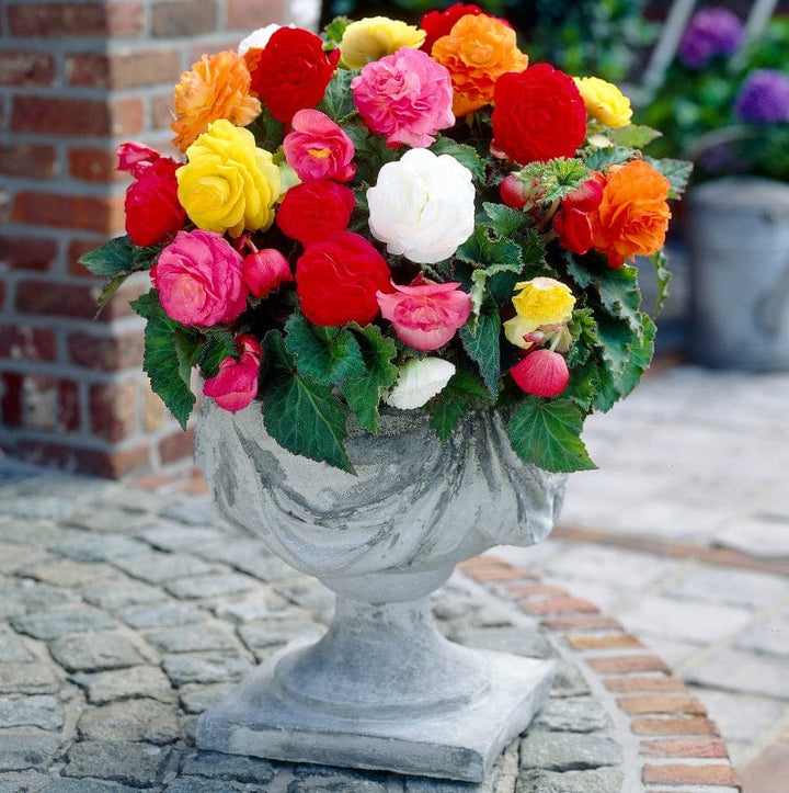 Begonia Non-Stop Mixed F1