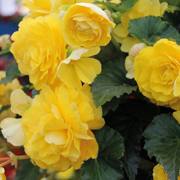 Begonia Illumination Lemon F1