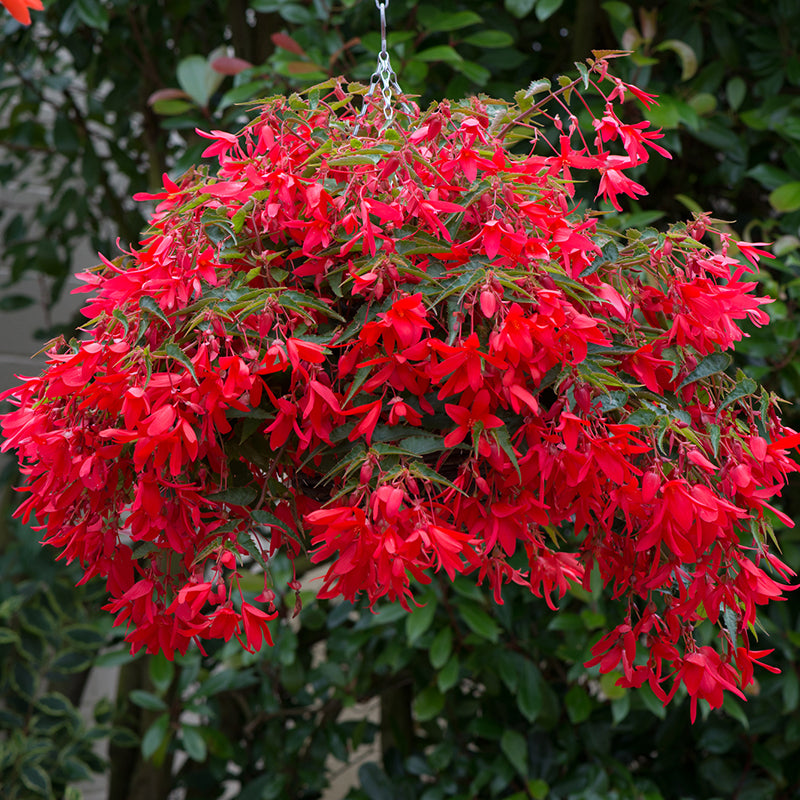 Red flowering plant in a hanging basket with green foliage in the background