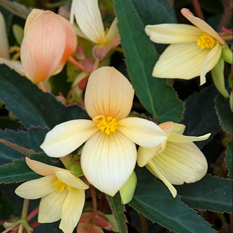 Begonia Starshine Yellow Flower Plants