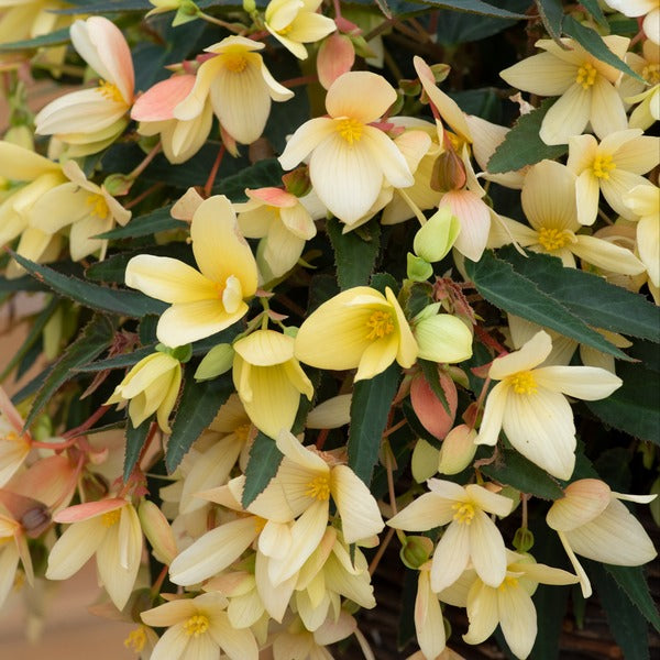 Begonia Starshine Flower Plants Collection