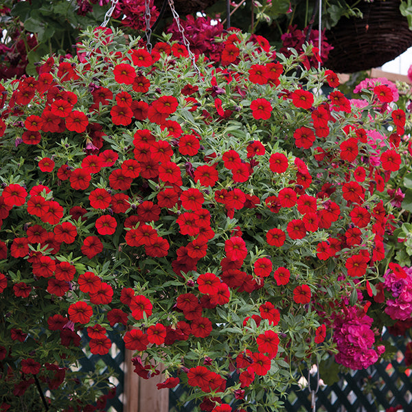 Calibrachoa Cabaret Bright Red Flower Plants