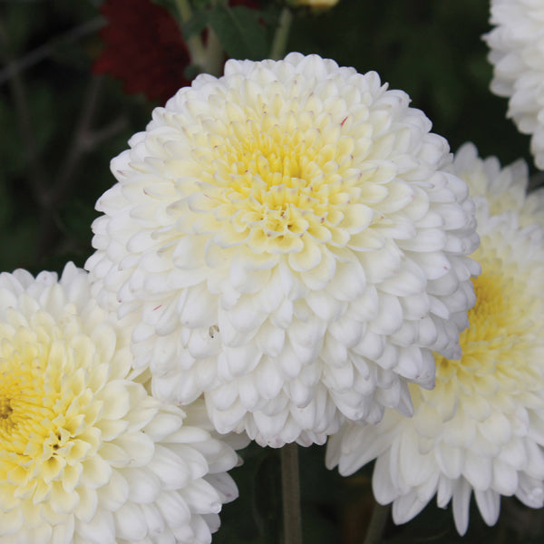 Close-up of white flowers with a blurred green background