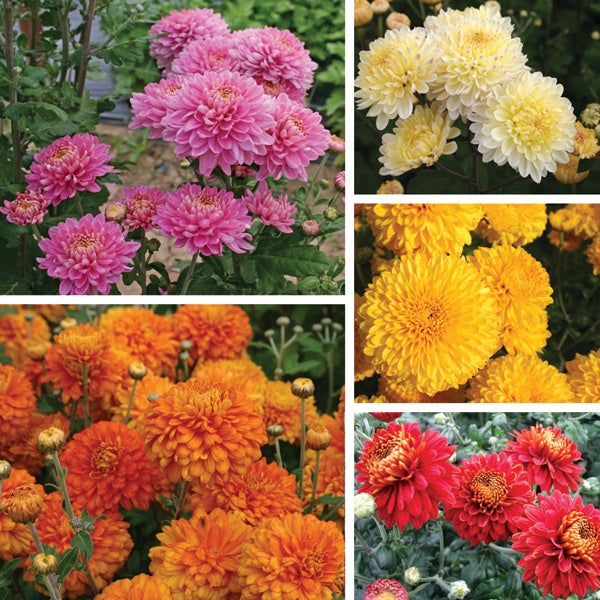 Collage of pink, white, yellow, orange, and red dahlias in a garden setting.