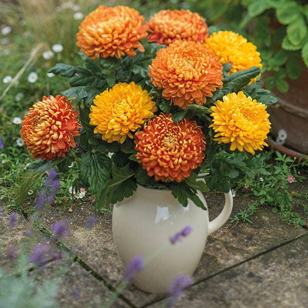 Woolmans Chrysanthemum Astro Red Young Plant