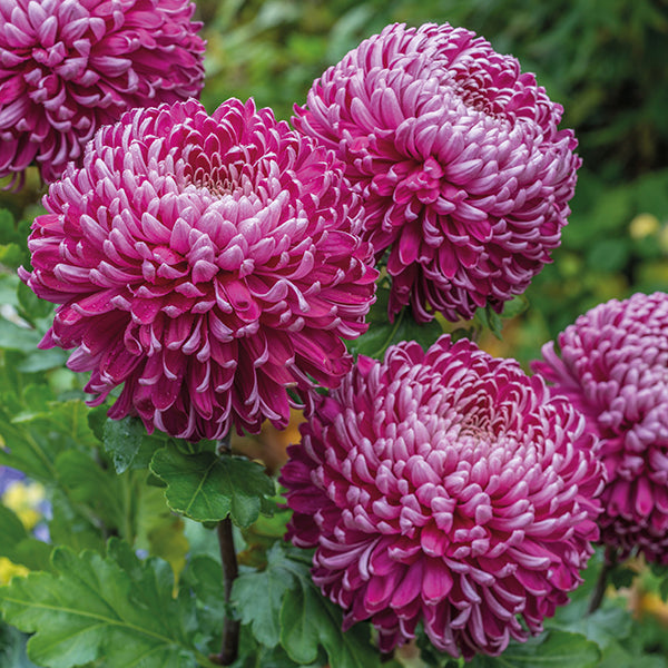 Close-up of pink chrysanthemum flowers with green leaves.