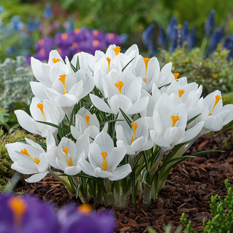 Crocus Jeanne d'Arc Flower Bulbs