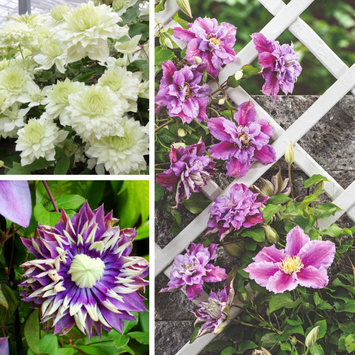 Clematis Double Flower Collection Plants