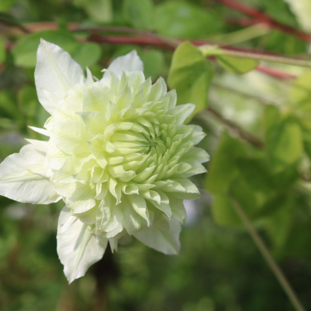 Close-up of a light green flower with a blurred green background
