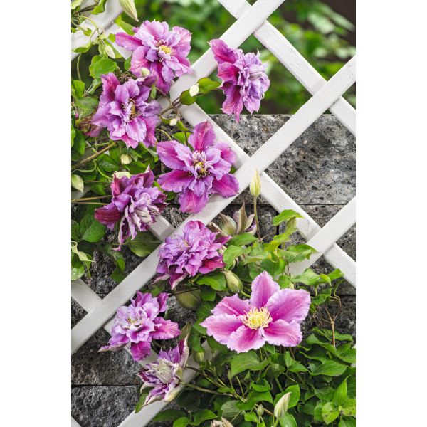 Clematis Double Flower Collection Plants