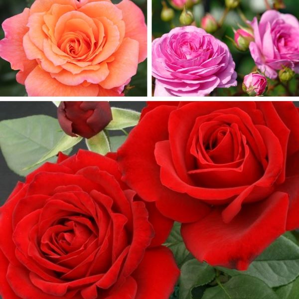Climbing Rose Trio Plants Collection
