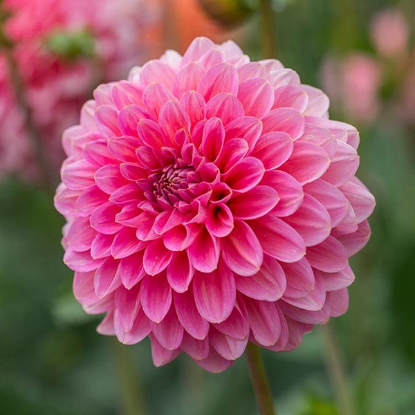 Woolmans Dahlia Pink Runner tuber