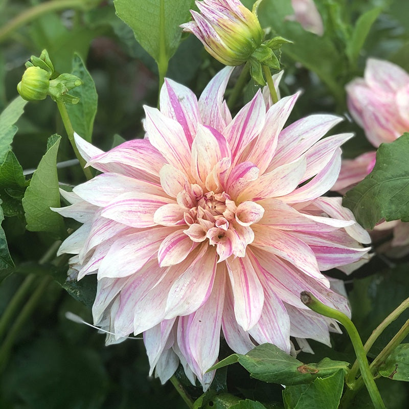 Pink dahlia flower with green leaves in the background