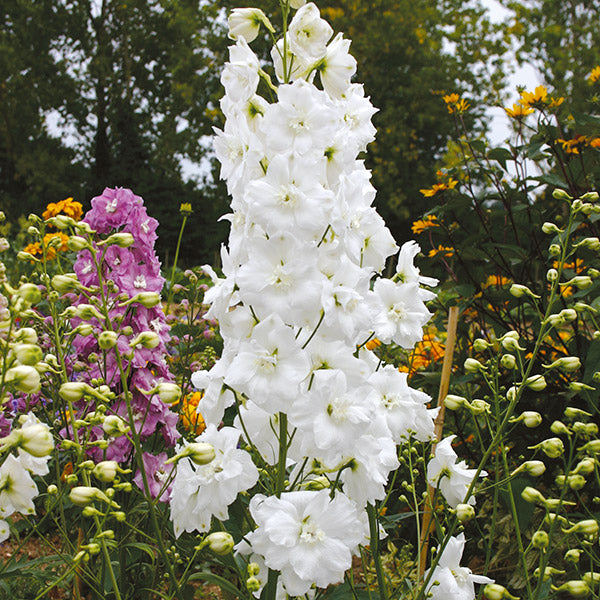 Delphinium Aurora Flower Plants Collection